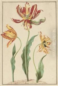 Three Varieties Of Striped Tulip (tulipa Gesneriana Bicolor) by Jacob Marrel