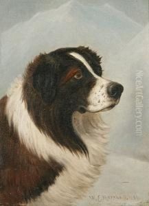 St. Bernard In A Winter Landscape
