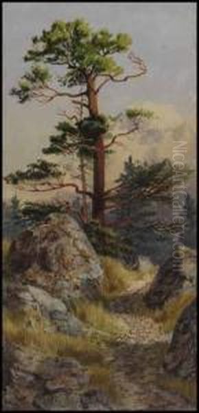 Rocks And Pine At Evening, Victoria, Bc - view 1
