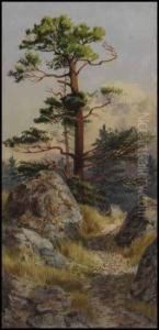 Rocks And Pine At Evening, Victoria, Bc by Thomas Mower Martin