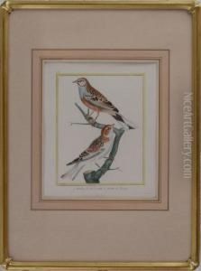 Nine Bird Prints by Francois Nicolas Martinet