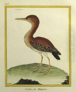 Histoire Naturelle Des Oiseaux by Francois Nicolas Martinet