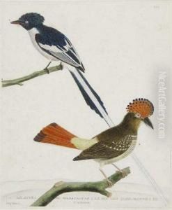 Le Schel De Madagascar by Francois Nicolas Martinet