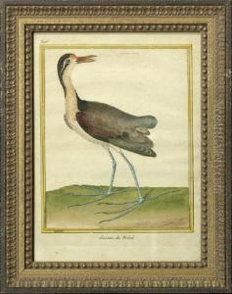 Bird Studies - view 1