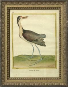 Bird Studies by Francois Nicolas Martinet