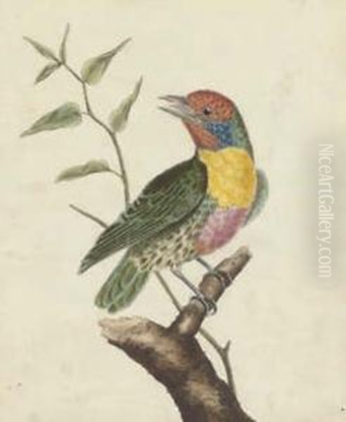 Ornithological Studies - view 1