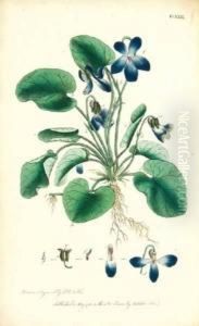 Thirty-eight Plates, With Explanations; Intended To Illustrate Linnaeus's System Of Vegetables by Thomas Martyn