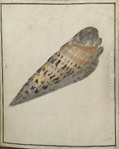 Study Of A Marlinspike Shell, Terebra Maculata by Thomas Martyn