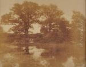 Mare Et Arbres En Foret De Fontainebleau
