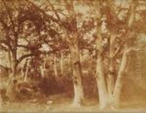 Etude D'arbres En Foret De Fontainebleau by Charles Marville