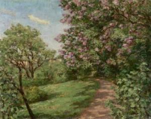 Parkweg Mit Magnolienblute