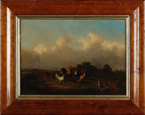 Cockerels, Hens And Chicks In A Field - view 1