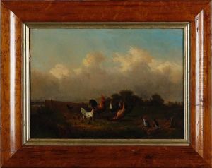 Cockerels, Hens And Chicks In A Field