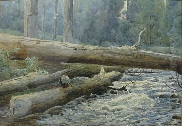 Forrest Scene - view 1