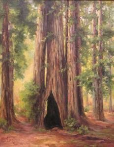 In The Muir Woods