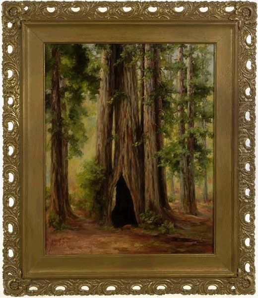 In Muir Woods. - view 1