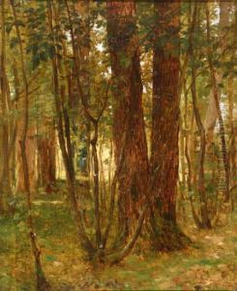 Forest Interior - view 1