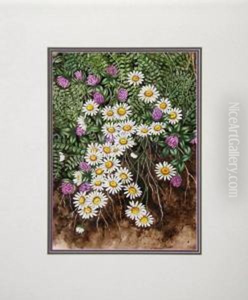 Daisies - view 1