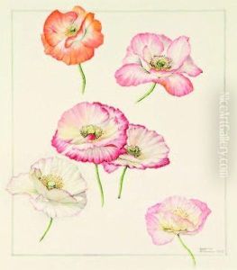 Papaver Rhoeas Hybrids, Shirleypoppies by Elizabeth Cameron Mawson