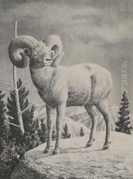 Bighorn Ram - view 1
