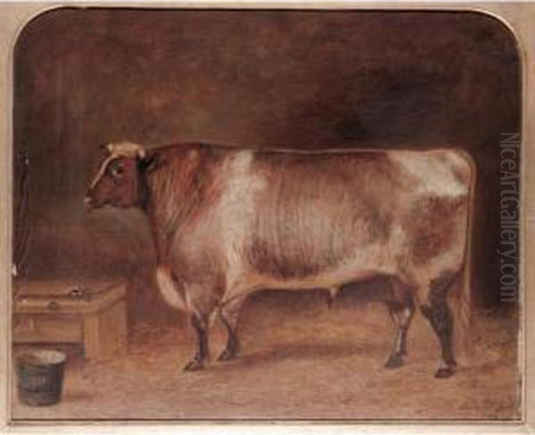 Portraits Of Short Horned Cattle - view 1