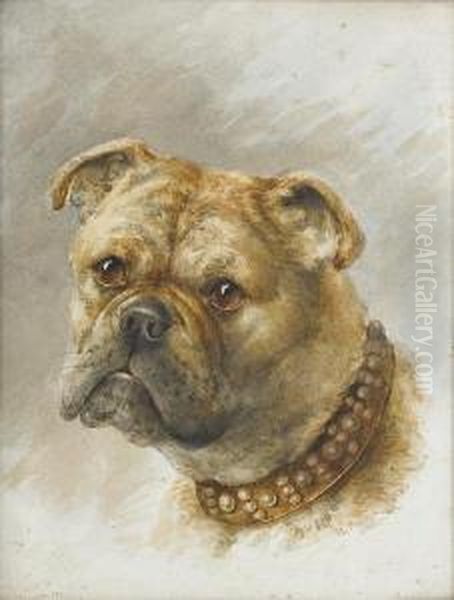 Head Of A Bulldog - view 1