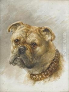 Head Of A Bulldog