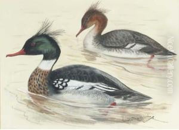 Scaup Ducks; Red Breasted Merganser; Longtailed Ducks; Andwaders - view 1