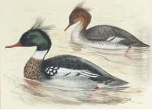 Scaup Ducks; Red Breasted Merganser; Longtailed Ducks; Andwaders by Lilian Medland