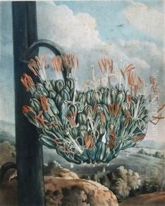 The American Aloe