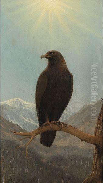 Golden Eagle - view 1