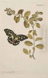 Fleurs Et Papillons by Nicolaas Meerburgh