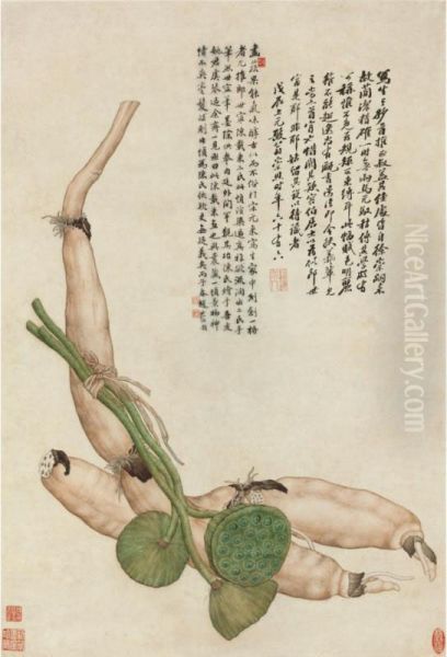 Lotus Root - view 1