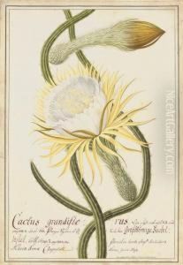 Cactus Grandiflorus (selenicereus Grandiflorus) Cactus Grandiflorus (selenicereus Grandiflorus)