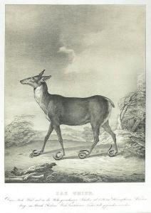 Zwierz (das Thier) by H. Menzler