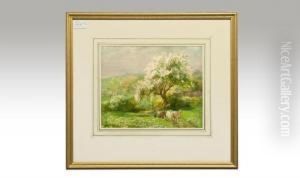 Cattle Drover Stopped After A Tree In Blossom