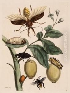 Beetles, Caterpillars And Bee Beetles, Caterpillars And Bee