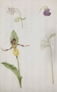 Un Lys, Un Bouton-d'or De Perse Et Autres Fleurs by Maria Sibylla Merian