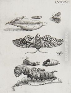 The Metamorphosis Of Caterpillars by Maria Sibylla Merian