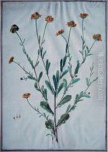 Botanical Study: Yellow Samphire by Maria Sibylla Merian