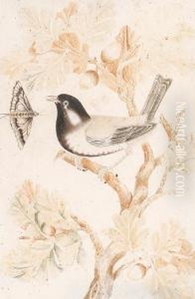 Studies Of Finches And Insects - view 1