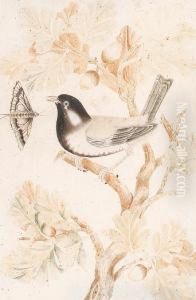 Studies Of Finches And Insects by Maria Sibylla Merian