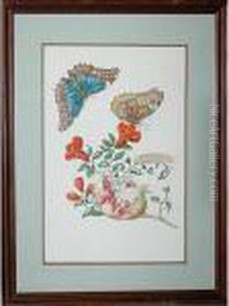 Butterflies And Plant Study - view 1