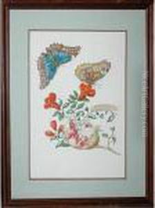 Butterflies And Plant Study by Maria Sibylla Merian