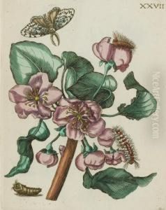 Erucarum Ortus, Alimentum Et Paradoxa Metamorphosis by Maria Sibylla Merian