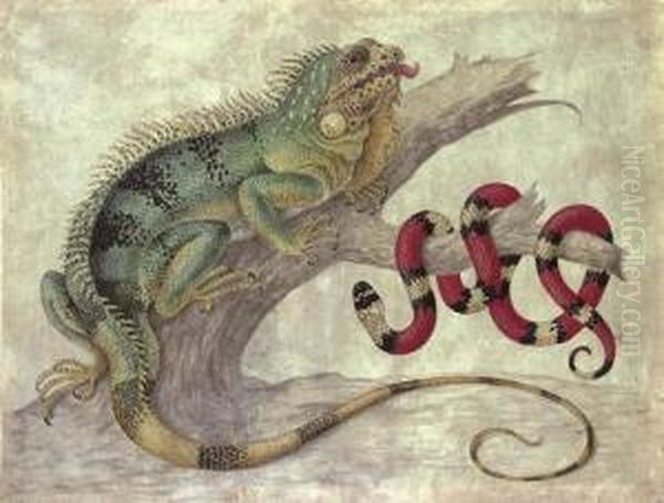 An Iguana (iguana Iguana) And A Coral Snake (elapidae Micrurus) On A Tree Stump - view 1