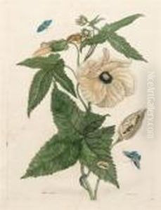 Muscus-bloem Muscus-bloem