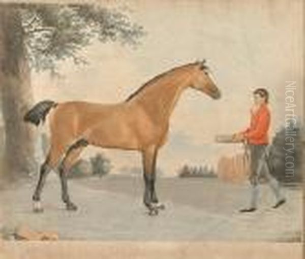 Dubskelper, Aged 11 Years - view 1