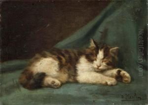 Chaton Endormi