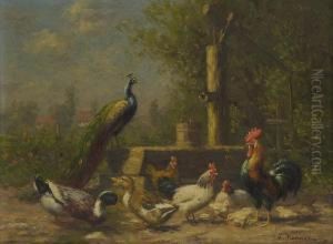 Huhner, Enten Und Pfau Am Brunnen